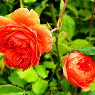 Englische Strauchrose 'Summer Song' (Rosa STR VI)