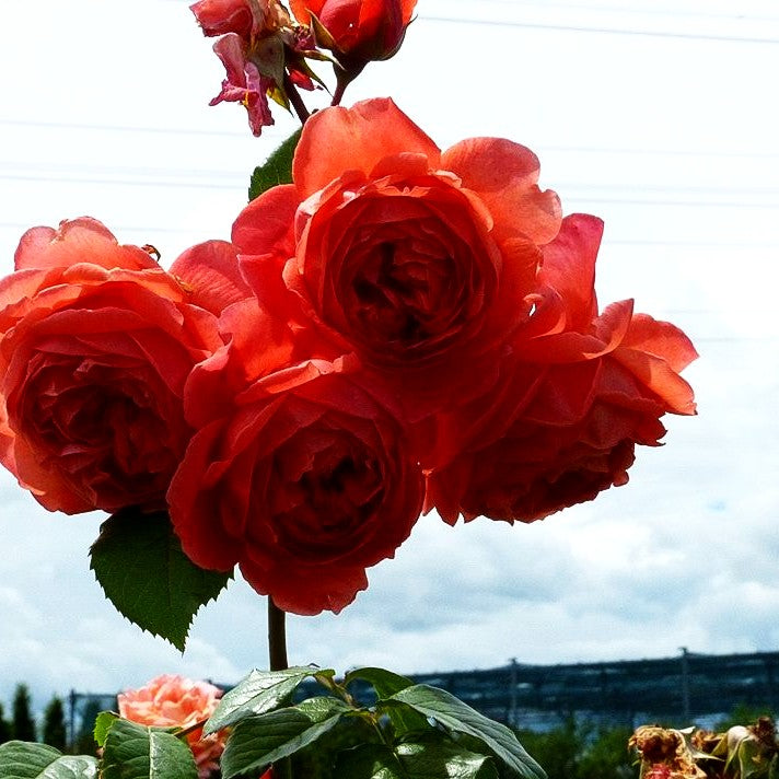 Englische Strauchrose 'Summer Song' (Rosa STR VI)