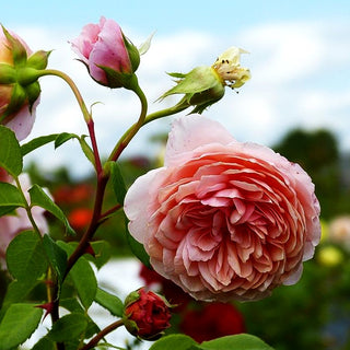 Englische Strauchrose 'William Morris' (Rosa STR VI)