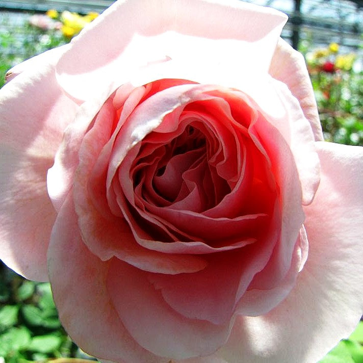 Englische Strauchrose 'William Morris' (Rosa STR VI)