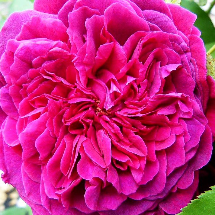 Englische Strauchrose 'William Shakespeare' (Rosa STR VI)