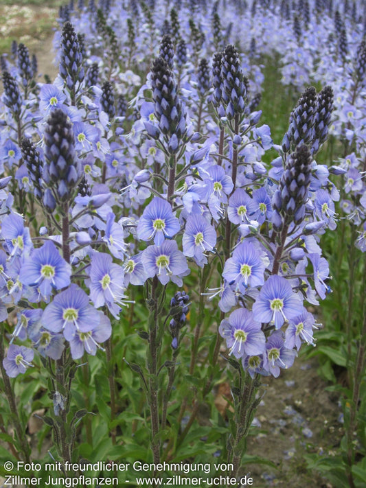 Enzianblättriger Ehrenpreis 'Maihimmel' (Veronica gentianoides)