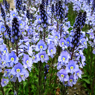 Enzianblättriger Ehrenpreis 'Maihimmel' (Veronica gentianoides)