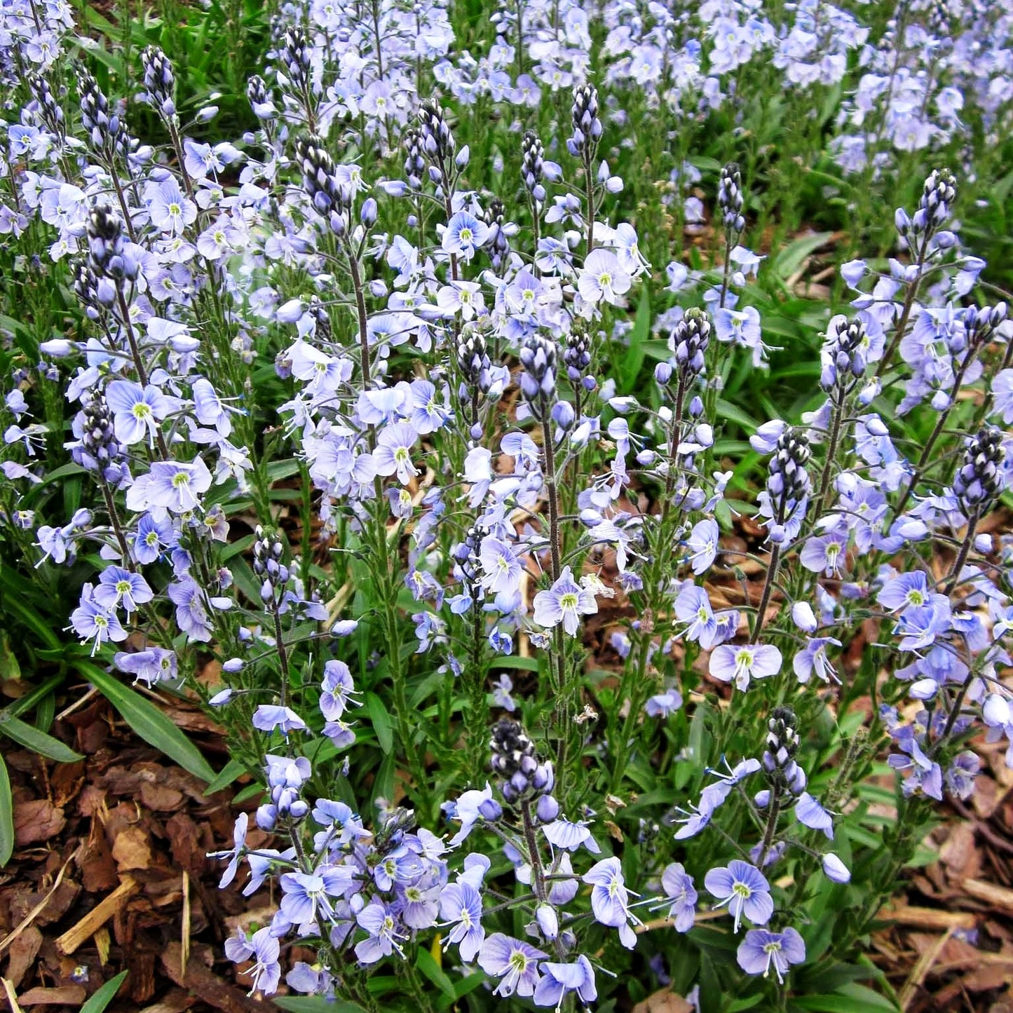 Enzianblättriger Ehrenpreis 'Maihimmel' (Veronica gentianoides)