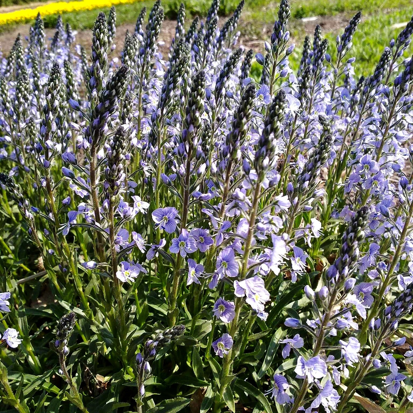Enzianblättriger Ehrenpreis 'Maihimmel' (Veronica gentianoides)
