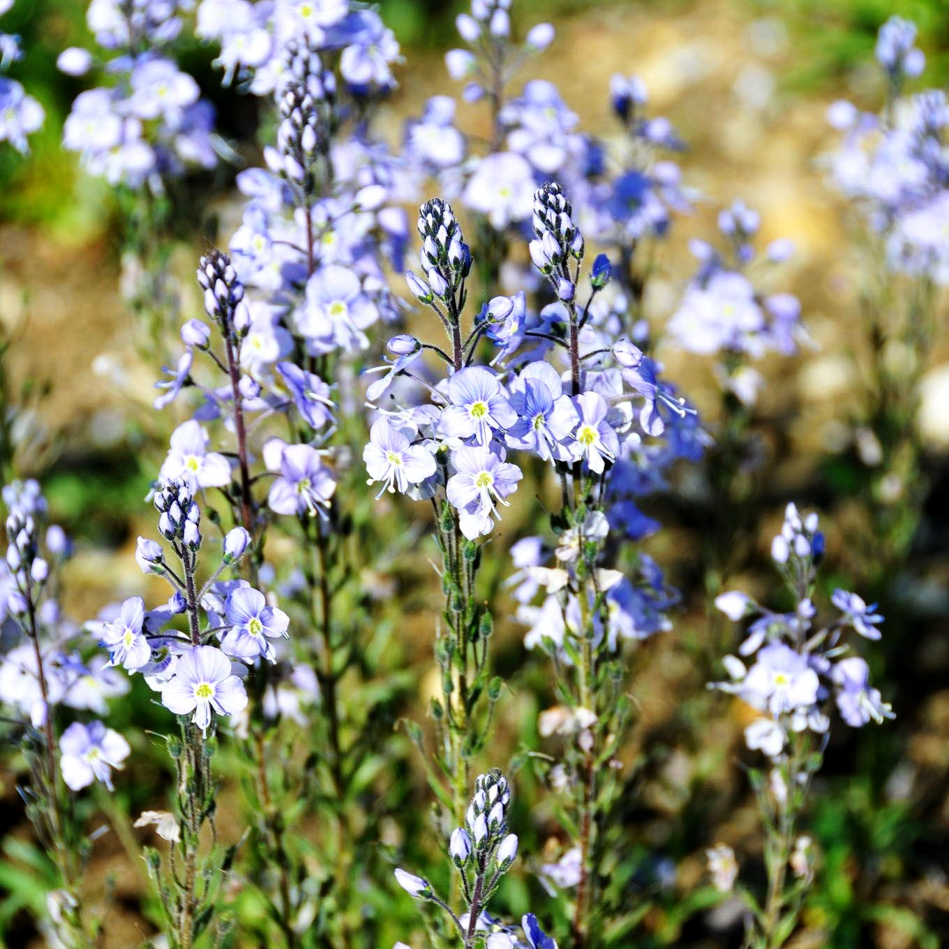 Enzianblättriger Ehrenpreis 'Maihimmel' (Veronica gentianoides)