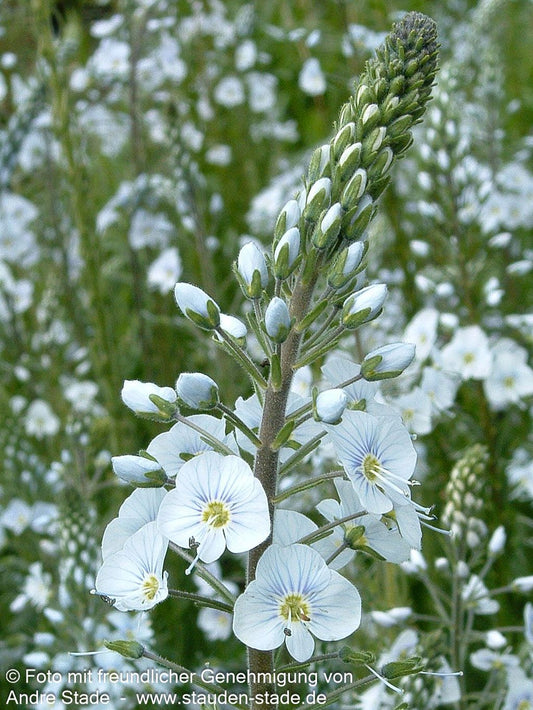 Enzianblättriger Ehrenpreis (Veronica gentianoides)