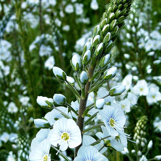 Enzianblättriger Ehrenpreis (Veronica gentianoides)