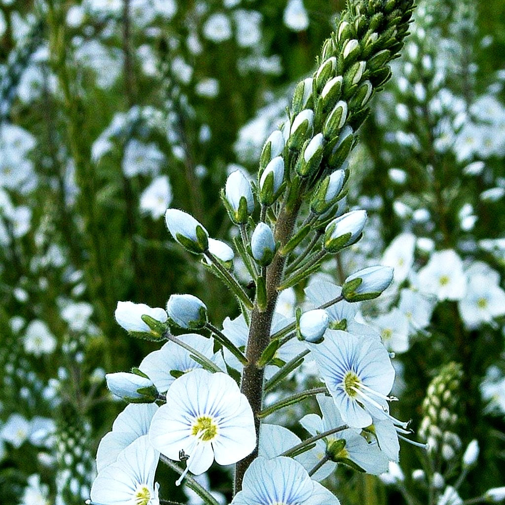 Enzianblättriger Ehrenpreis (Veronica gentianoides)