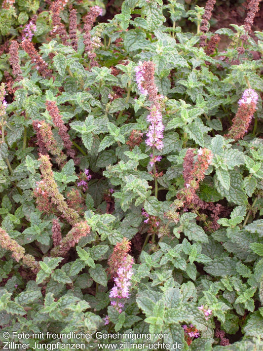 Erdbeer-Minze 'Erdbeerminze' (Mentha x cult.)