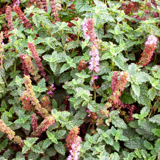Erdbeer-Minze 'Erdbeerminze' (Mentha x cult.)