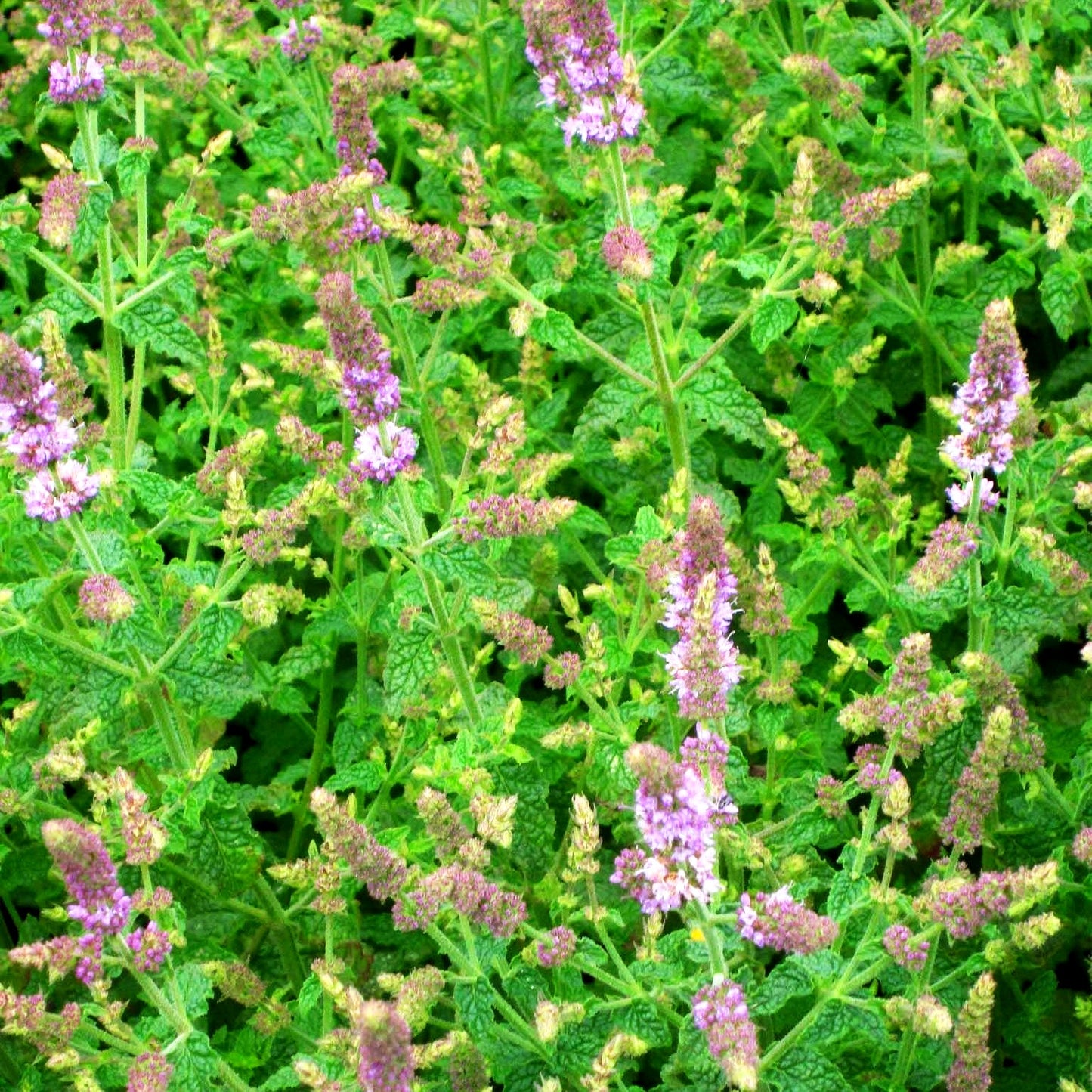 Erdbeer-Minze 'Erdbeerminze' (Mentha x cult.)