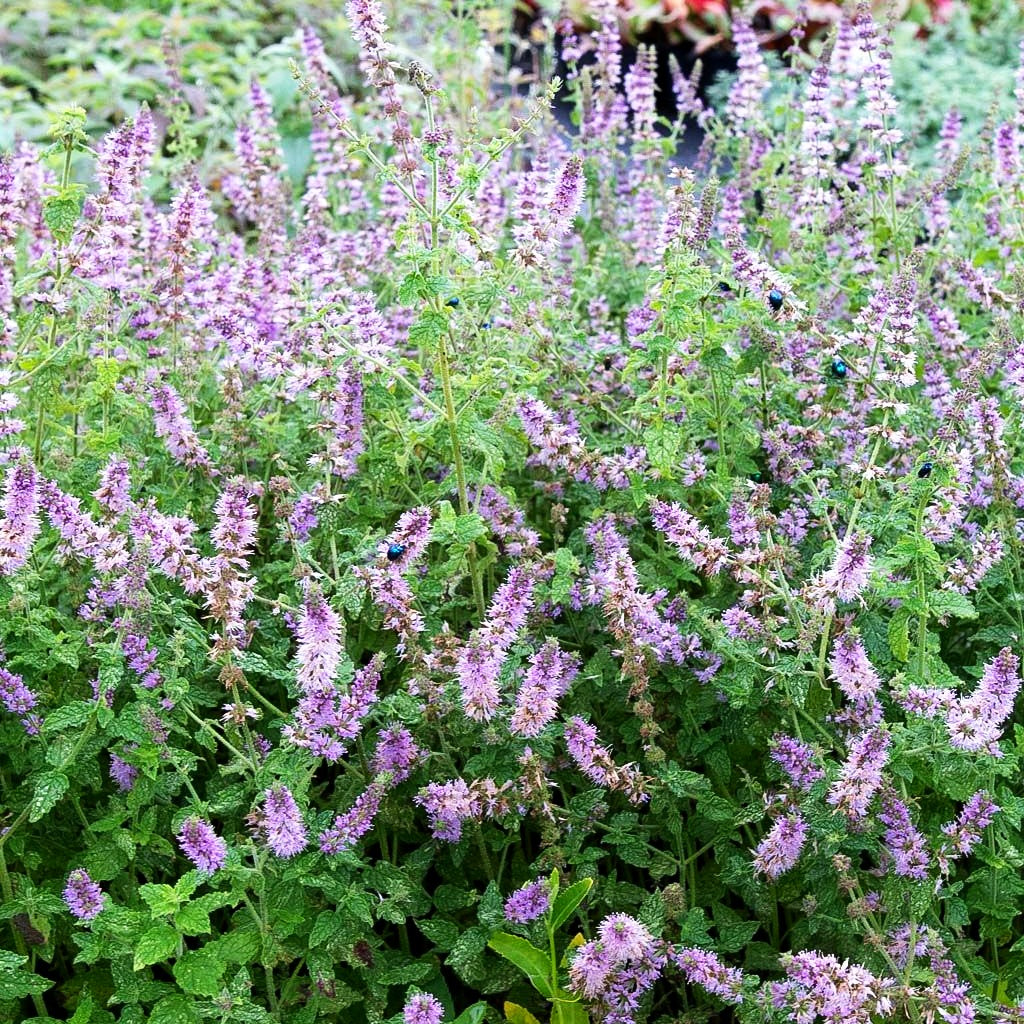 Erdbeer-Minze 'Erdbeerminze' (Mentha x cult.)