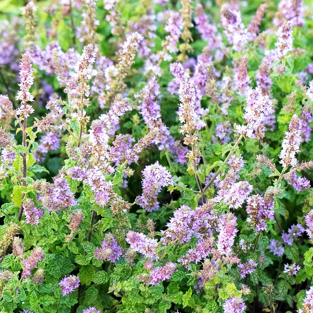 Erdbeer-Minze 'Erdbeerminze' (Mentha x cult.)