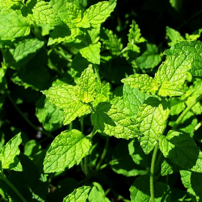 Erdbeer-Minze 'Erdbeerminze' (Mentha x cult.)