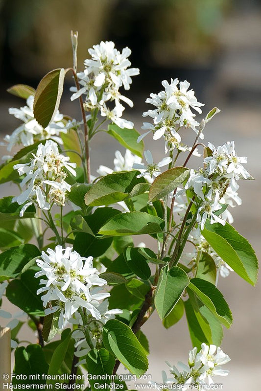 Erlenblättrige Felsenbirne, Saskatoon Berry 'Greatberry Aroma' (Amelanchier alnifolia)