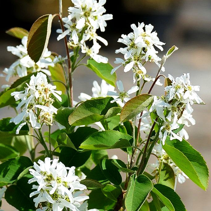 Erlenblättrige Felsenbirne, Saskatoon Berry 'Greatberry Aroma' (Amelanchier alnifolia)