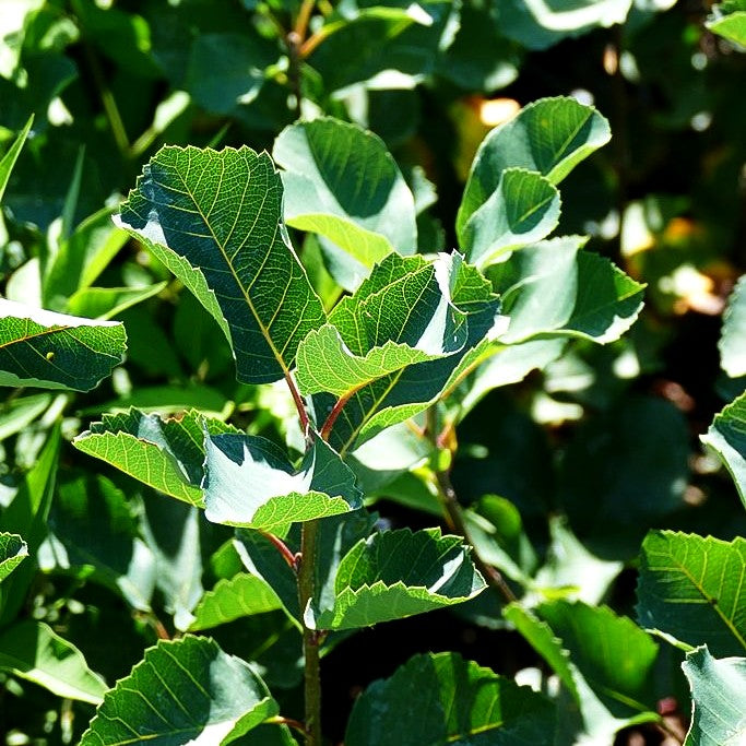Erlenblättrige Felsenbirne, Saskatoon Berry 'Greatberry Aroma' (Amelanchier alnifolia)