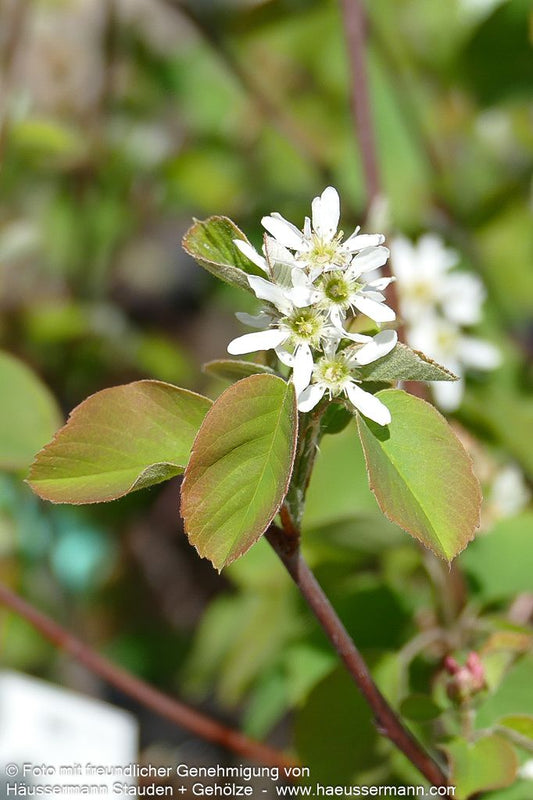 Erlenblättrige Felsenbirne, Saskatoon Berry 'Greatberry Farm' (Amelanchier alnifolia  (Smok)