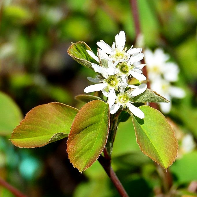 Erlenblättrige Felsenbirne, Saskatoon Berry 'Greatberry Farm' (Amelanchier alnifolia (Smok)