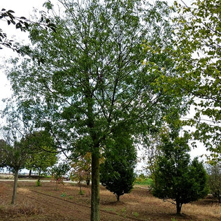 Esche 'Westhof's Glorie' (Fraxinus exc.)