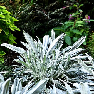 Eselsohren-Silberblatt 'Donkey's Ears' (Senecio niveoaureus)
