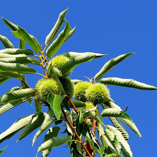 Ess-Kastanie, Edel-Kastanie 'Bouche de Betizac' (Castanea sativa)