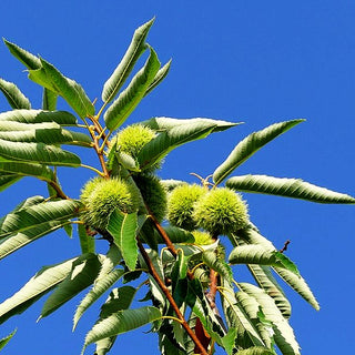 Ess-Kastanie, Edel-Kastanie 'Bouche de Betizac' (Castanea sativa)