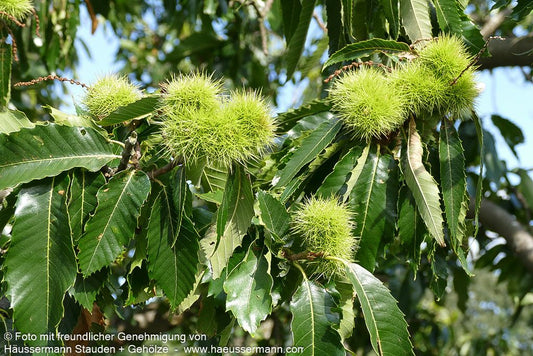 Ess-Kastanie, Edel-Kastanie (Castanea sativa)
