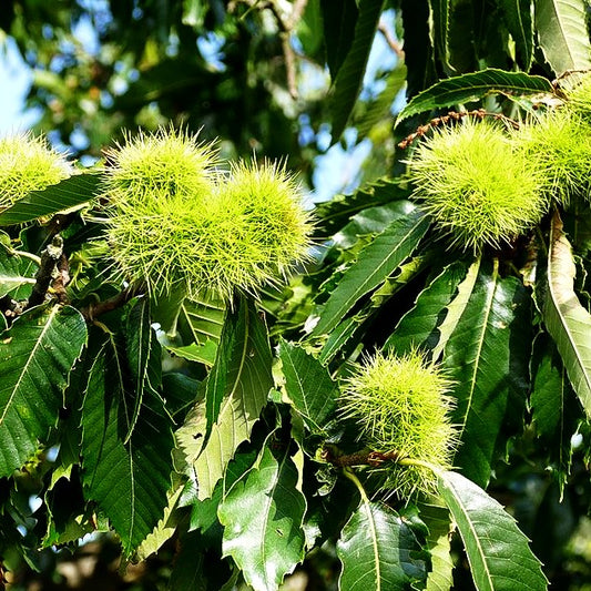 Ess-Kastanie, Edel-Kastanie (Castanea sativa)