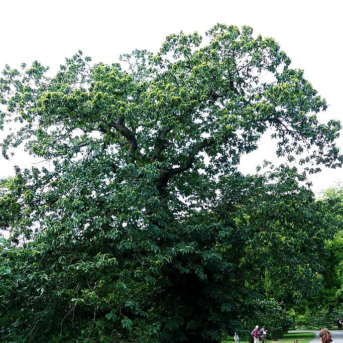 Ess-Kastanie, Edel-Kastanie (Castanea sativa)