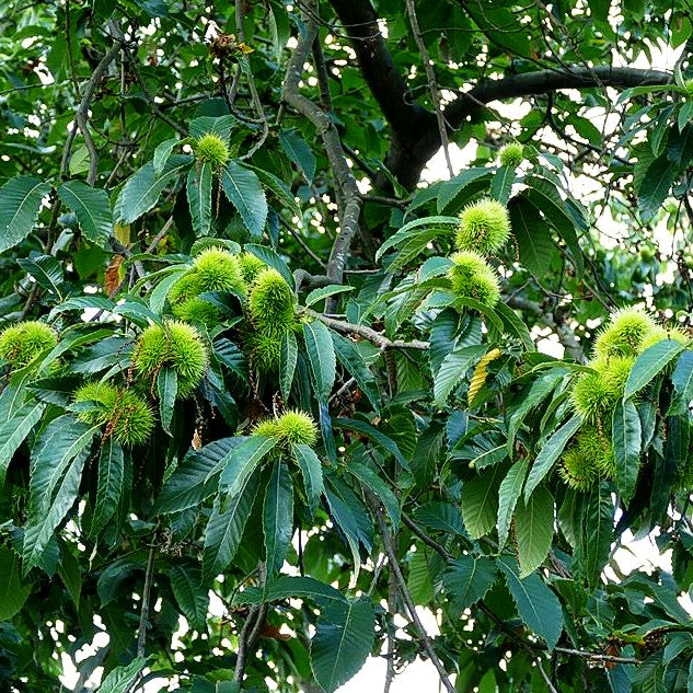 Ess-Kastanie, Edel-Kastanie (Castanea sativa)