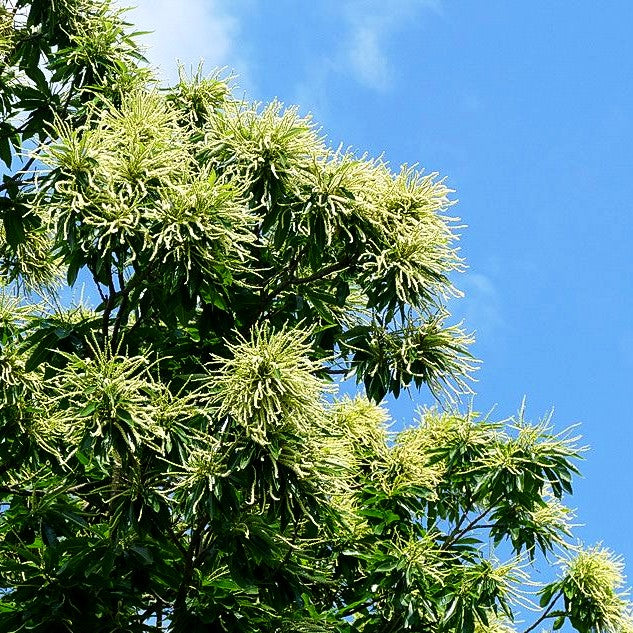 Ess-Kastanie, Edel-Kastanie (Castanea sativa)