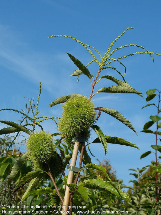Ess-Kastanie, Edel-Kastanie 'Marigoule' (Castanea sativa)