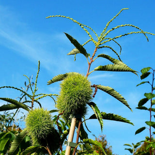Ess-Kastanie, Edel-Kastanie 'Marigoule' (Castanea sativa)