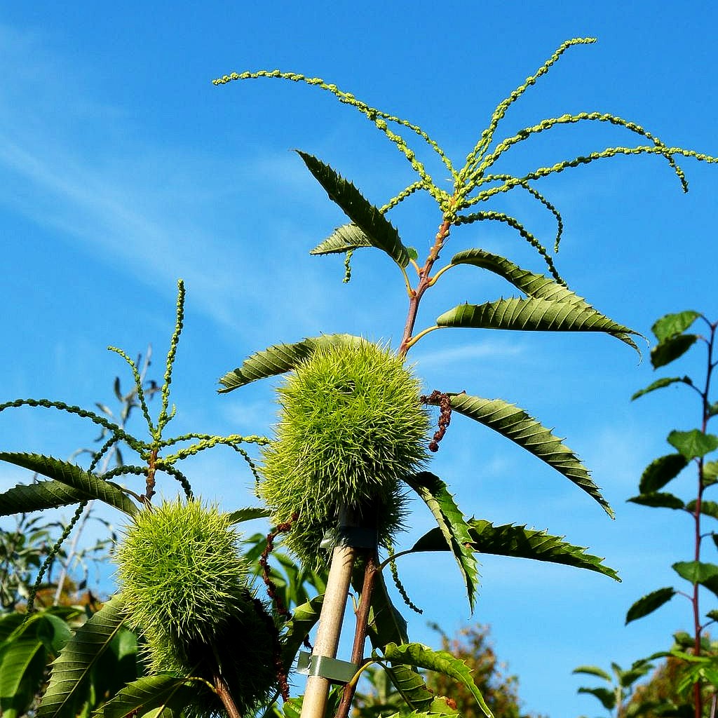 Ess-Kastanie, Edel-Kastanie 'Marigoule' (Castanea sativa)