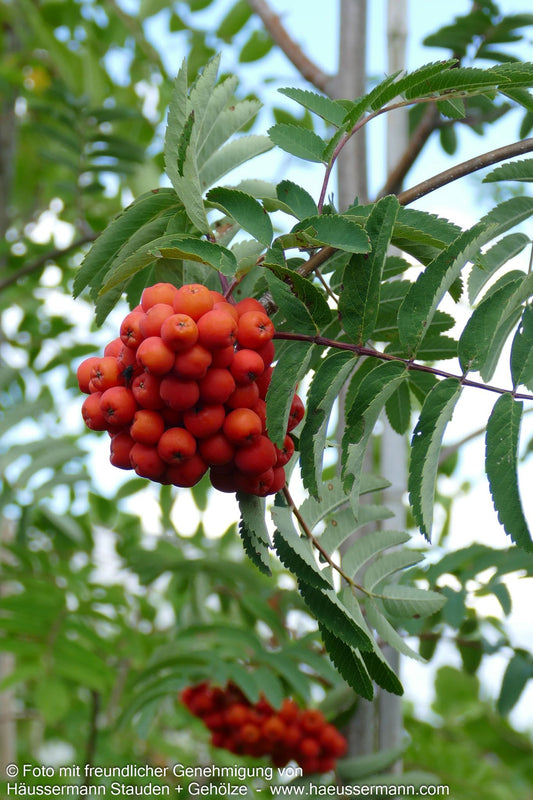 Essbare Eberesche 'Edulis' (Sorbus aucuparia)