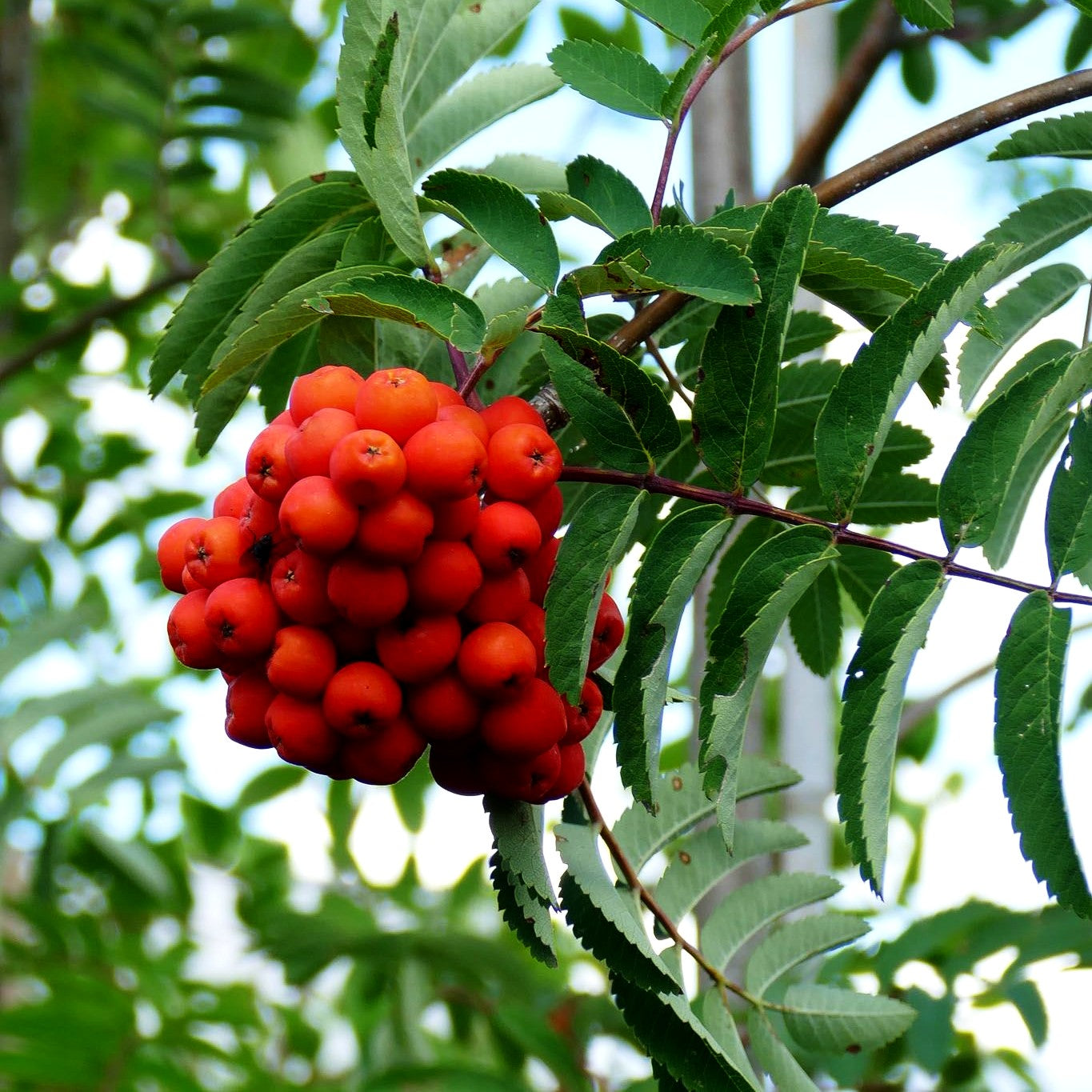 Essbare Eberesche 'Edulis' (Sorbus aucuparia)