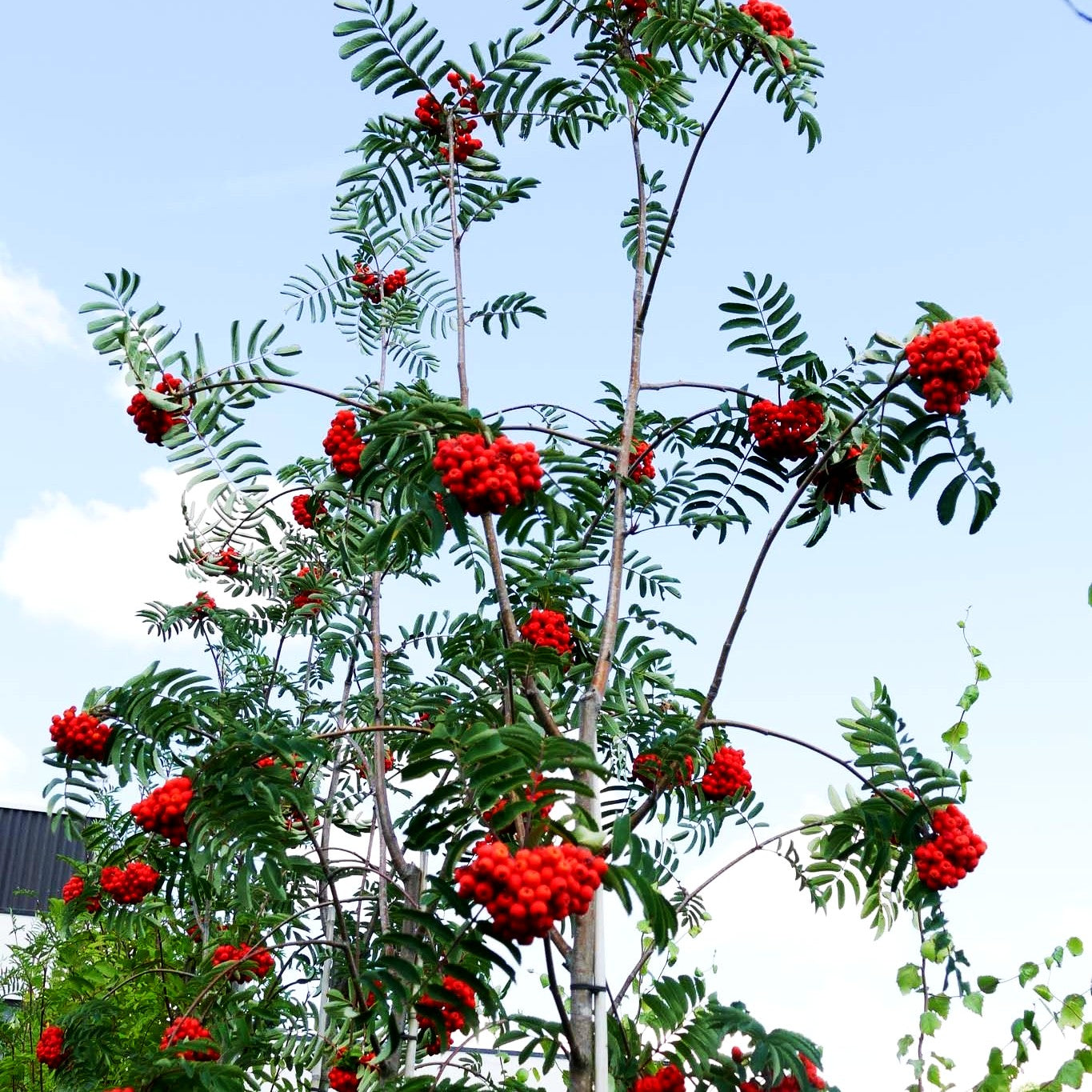 Essbare Eberesche 'Edulis' (Sorbus aucuparia)