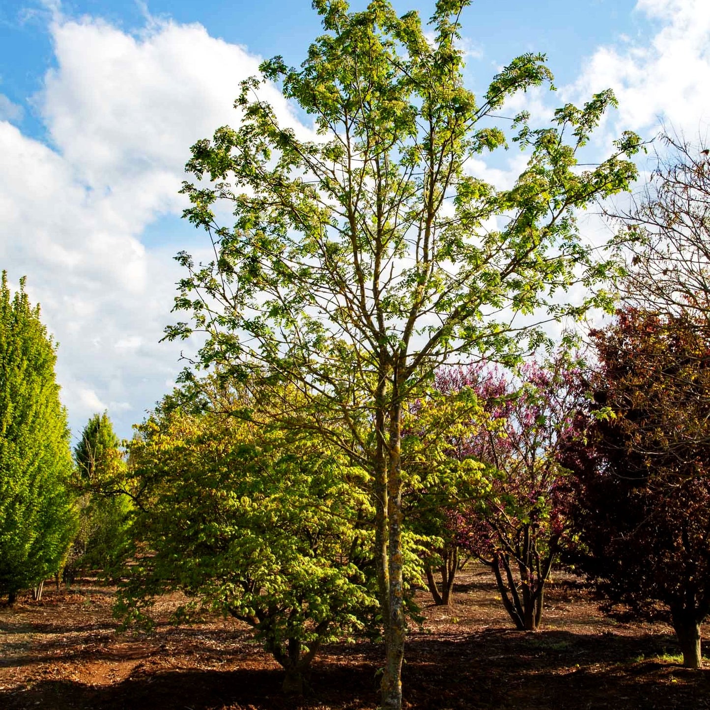 Essbare Eberesche 'Edulis' (Sorbus aucuparia)