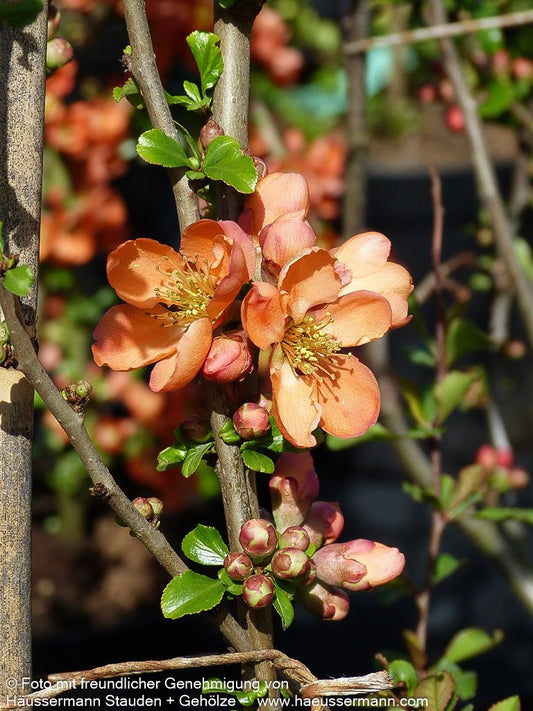 Essbare Zierquitte 'Cido' (Chaenomeles japonica)