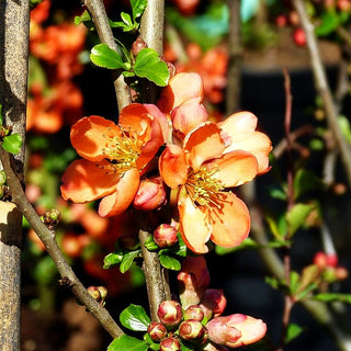 Essbare Zierquitte 'Cido' (Chaenomeles japonica)