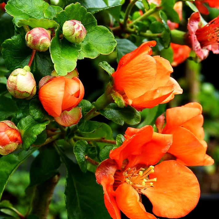 Essbare Zierquitte 'Cido' (Chaenomeles japonica)