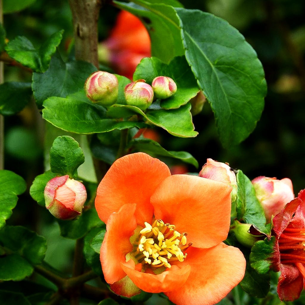 Essbare Zierquitte 'Cido' (Chaenomeles japonica)
