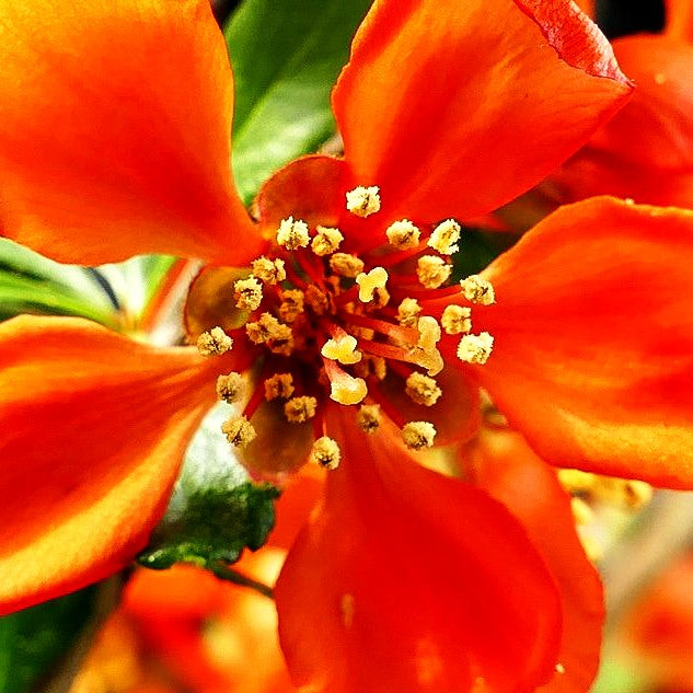 Essbare Zierquitte 'Cido' (Chaenomeles japonica)