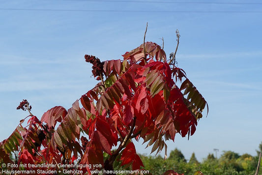 Essigbaum (Rhus typhina)
