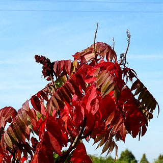 Essigbaum (Rhus typhina)