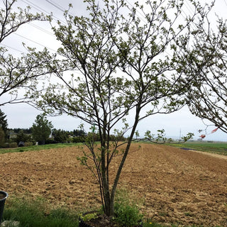 Etagen-Hartriegel (Cornus alternifolia)