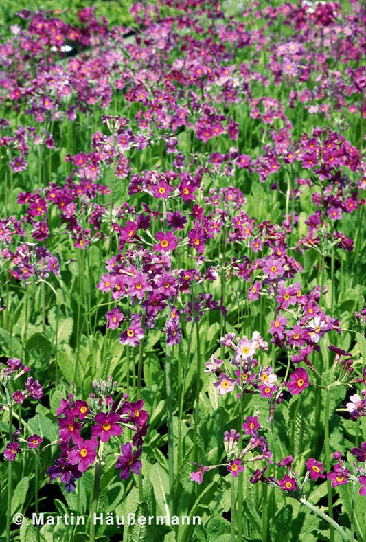 Etagen-Schlüsselblume (Primula beesiana)