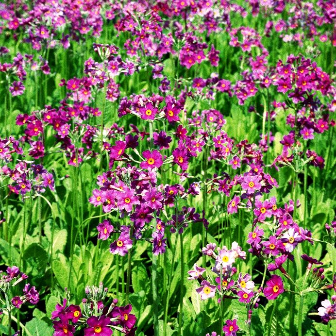 Etagen-Schlüsselblume (Primula beesiana)